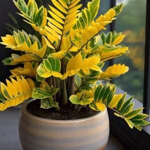 Shop Plants, Indoor Plants, Gardening Seeds