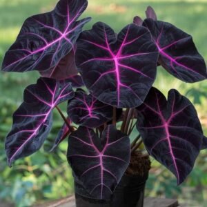 Shop Plants, Indoor Plants, Gardening Seeds