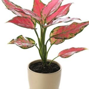 Shop Plants, Indoor Plants, Gardening Seeds