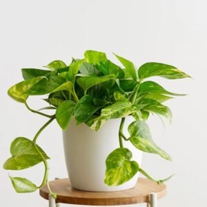 Shop Plants, Indoor Plants, Gardening Seeds